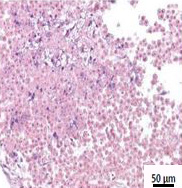 3d-human-liver-cells-1
