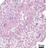 3d-human-liver-cells-3