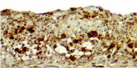 HumanTissue-1