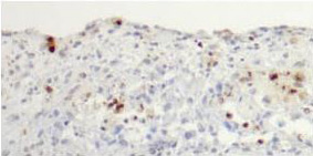 HumanTissue-2