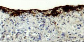 HumanTissue-3